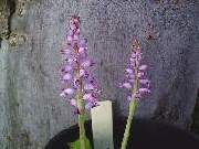 Lachenalia pustulata